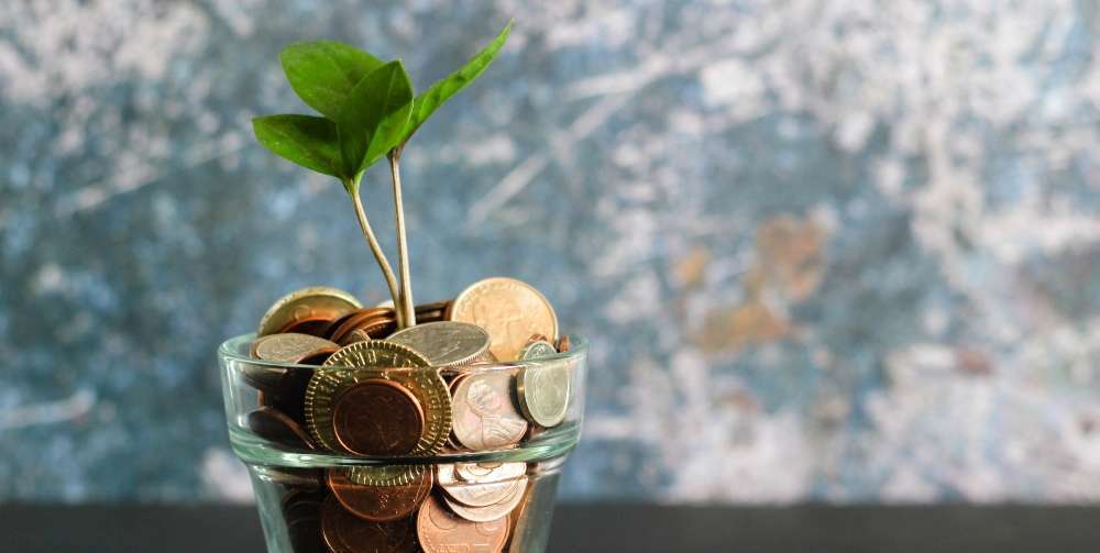 plant in a plant pot with money in it